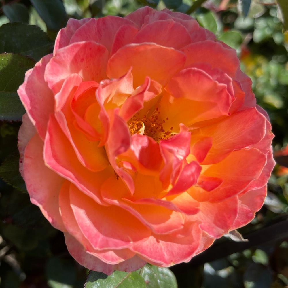 Meet your Posher, Leanne